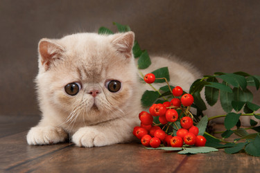 Similar image 21635145