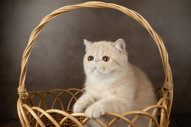 Similar image 21635146