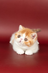 Similar image 21635147