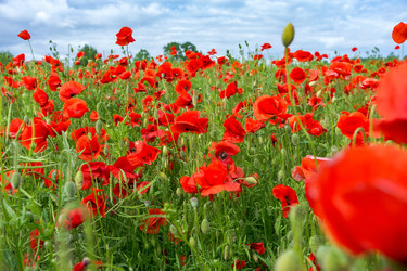 Similar image 21646004