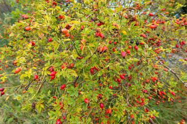 Similar image 21645116