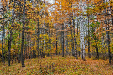 Similar image 21638733