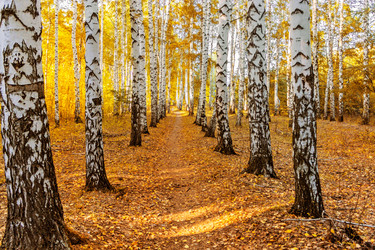 Similar image 21638745