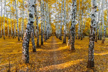 Similar image 21638748