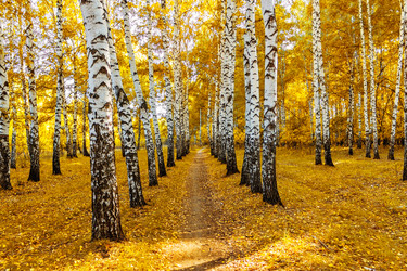 Similar image 21638753