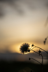 Similar image 21639033