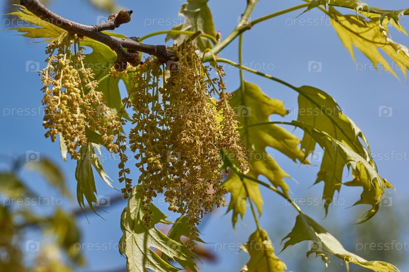 Дуб красный (лат. Quercus Rubra) цветет, распускаются соцветия. Дуб красный — дерево, разновидность рода Дуб семейства Буковые (Fagaceae). Весна