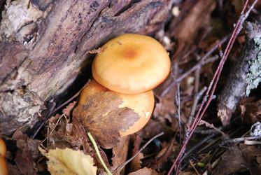 Similar image 21639052