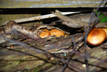 Similar image 21639058