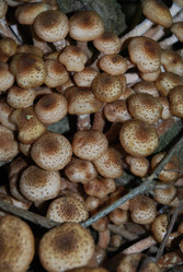 Similar image 21639091