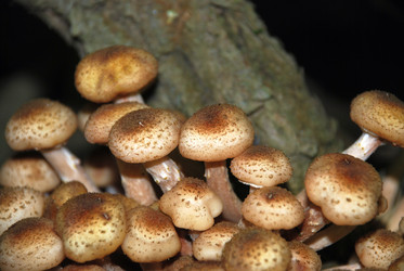 Similar image 21639105