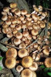 Similar image 21639129