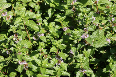 Similar image 21639582