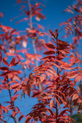 Similar image 21640487