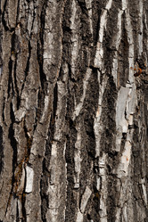 Similar image 21640531