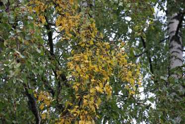 Similar image 21642661