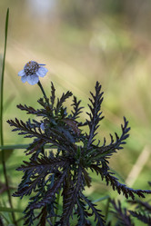 Similar image 21642751