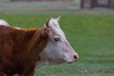 Similar image 21643960