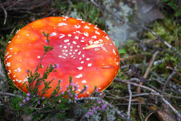 Similar image 21645058