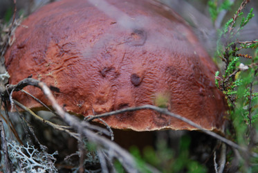 Similar image 21645061