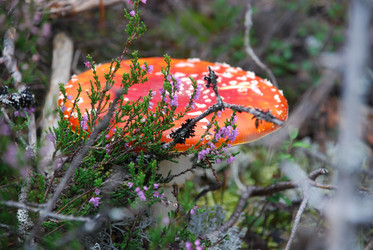 Similar image 21645068