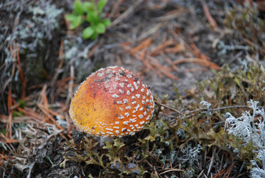 Similar image 21645082