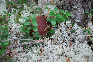 Similar image 21645089