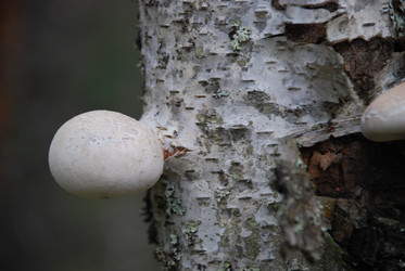 Similar image 21645095