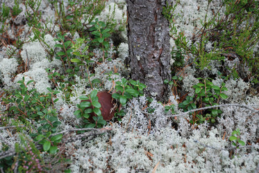 Similar image 21646586