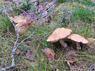 Similar image 21646684