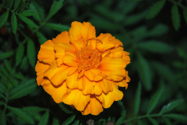 Similar image 21647384