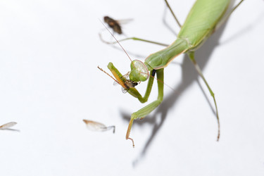 Similar image 21648255