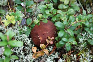 Similar image 21649042