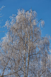 Similar image 21648357