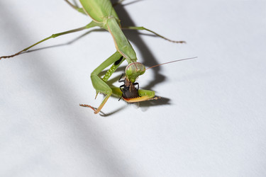 Similar image 21647797