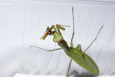 Similar image 21648366