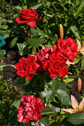 Similar image 21648453