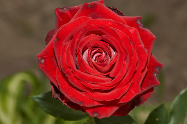 Similar image 21648218