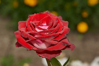 Similar image 21648220