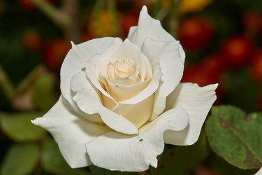 Similar image 21647807