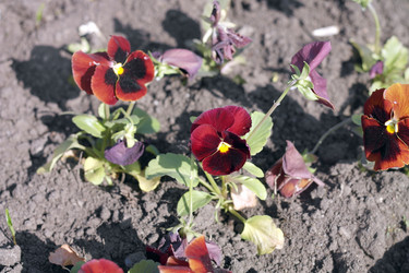 Similar image 21651071