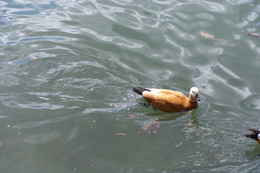 Similar image 21651085