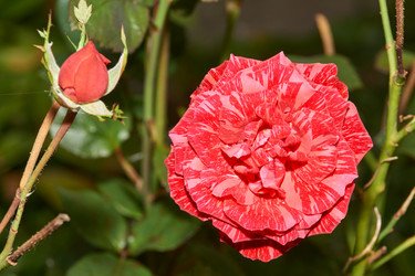 Similar image 21647823