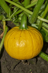 Similar image 21647825