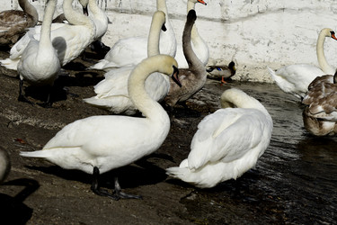 Similar image 21651636