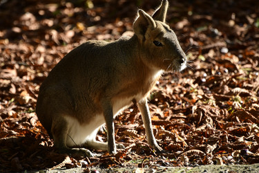 Similar image 21651835