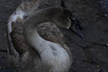 Similar image 21651939