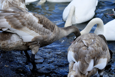 Similar image 21652110