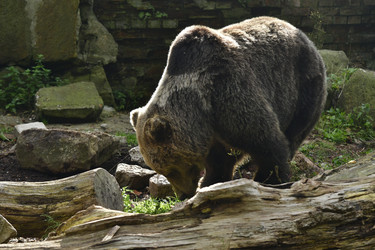 Similar image 21652112