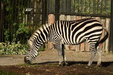 Similar image 21651855